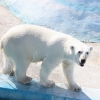 Белый медведь (Ursus maritimus)