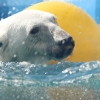 Белый медведь (Ursus maritimus)