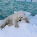 Белый медведь (Ursus maritimus)
