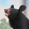 Гималайский медведь (Ursus thibetanus)