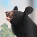 Гималайский медведь (Ursus thibetanus)