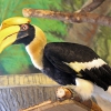 Калао двурогий (Buceros bicornis)