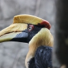 Калао двурогий (Buceros bicornis)