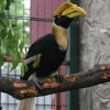Калао двурогий (Buceros bicornis)