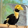 Калао двурогий (Buceros bicornis)