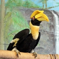 Калао двурогий (Buceros bicornis)