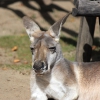 Гигантский серый кенгуру (Macropus giganteus)