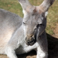 Гигантский серый кенгуру (Macropus giganteus)