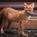 Красный волк (Cuon alpinus)
