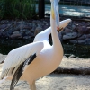 Розовый пеликан (Pelecanus onocrotalus)