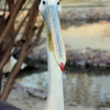 Розовый пеликан (Pelecanus onocrotalus)