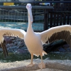 Розовый пеликан (Pelecanus onocrotalus)
