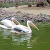 Розовый пеликан (Pelecanus onocrotalus)