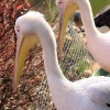 Розовый пеликан (Pelecanus onocrotalus)