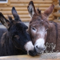 Домашний осел (Equus asinus dom)