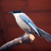 Голубая сорока (Cyanopica cyana)