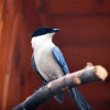 Голубая сорока (Cyanopica cyana)