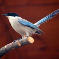 Голубая сорока (Cyanopica cyana)