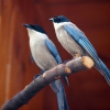 Голубая сорока (Cyanopica cyana)