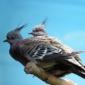 Хохлатый бронзовокрылый голубь (Ocyphaps lophotes)