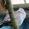 Хохлатый бронзовокрылый голубь (Ocyphaps lophotes)