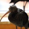 Каравайка (Plegadis falcinellus)