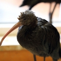 Каравайка (Plegadis falcinellus)