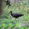 Каравайка (Plegadis falcinellus)
