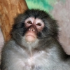 Японский макак (Macaca fuscata)