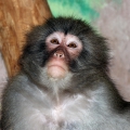 Японский макак (Macaca fuscata)