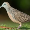 Полосатая горлица (Geopelia striata)