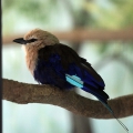 Синебрюхая сизоворонка (Coracias cyanogaster)