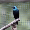 Блестящий скворец (Lamprotornis)