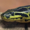 Парагвайская анаконда (Eunectes notaeus)