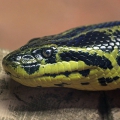 Парагвайская анаконда (Eunectes notaeus)