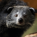 Бинтуронг (Arctictis binturong)
