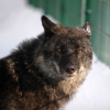 Волк канадский (Canis lupus pambasileus)