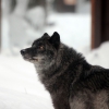 Волк канадский (Canis lupus pambasileus)
