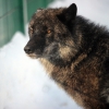Волк канадский (Canis lupus pambasileus)
