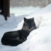 Волк канадский (Canis lupus pambasileus)