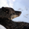 Волк канадский (Canis lupus pambasileus)