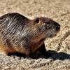 Нутрия (Myocastor coypus)