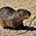 Нутрия (Myocastor coypus)