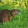 Нутрия (Myocastor coypus)