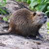 Нутрия (Myocastor coypus)