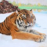Амурский тигр 14.03.2016