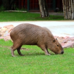 Капибара 08.06.2015