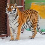 Тигрица Амура 16.01.14