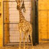 Жираф южноафриканский (Giraffa camelopardalis giraffa)