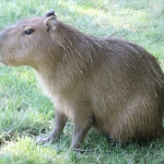 Капибара